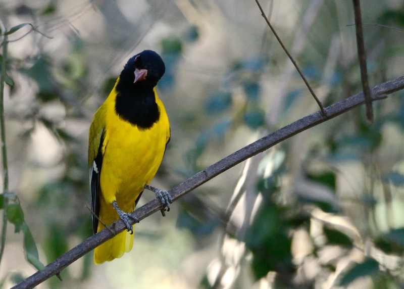 Black-headed Oriole at Berg-en-Dal in Kruger National Park