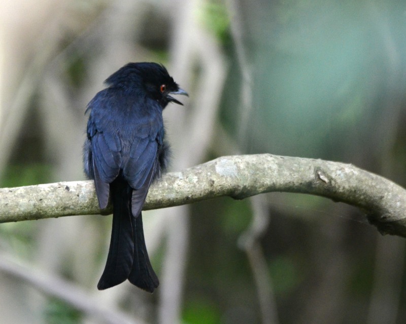 Square-tailed Drongo (Dicrurus ludwigii)