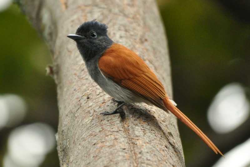 African Paradise-Flycatcher