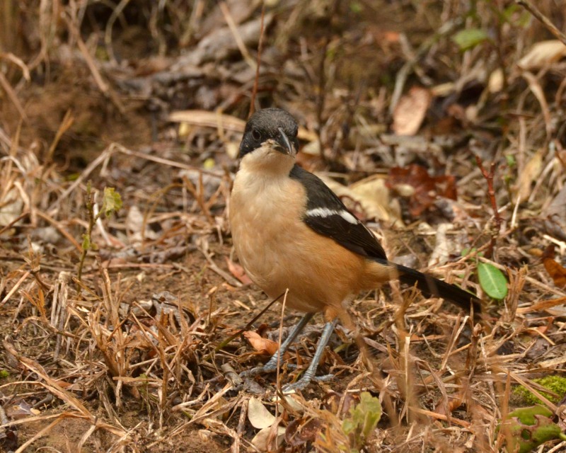 Southern Boubou (Laniarius ferrugineus)