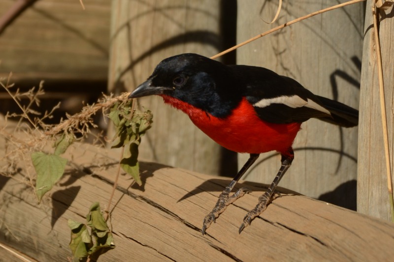 Crimson-breasted Shrike