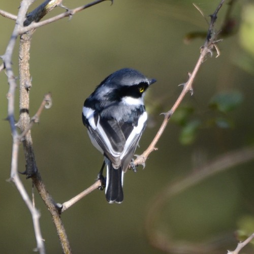 Chinspot Batis