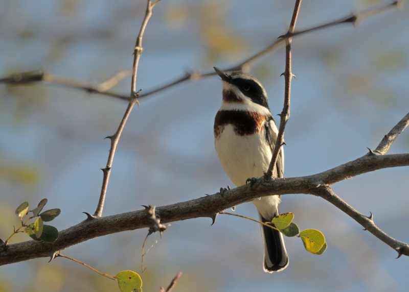 Female Chinspot Batis