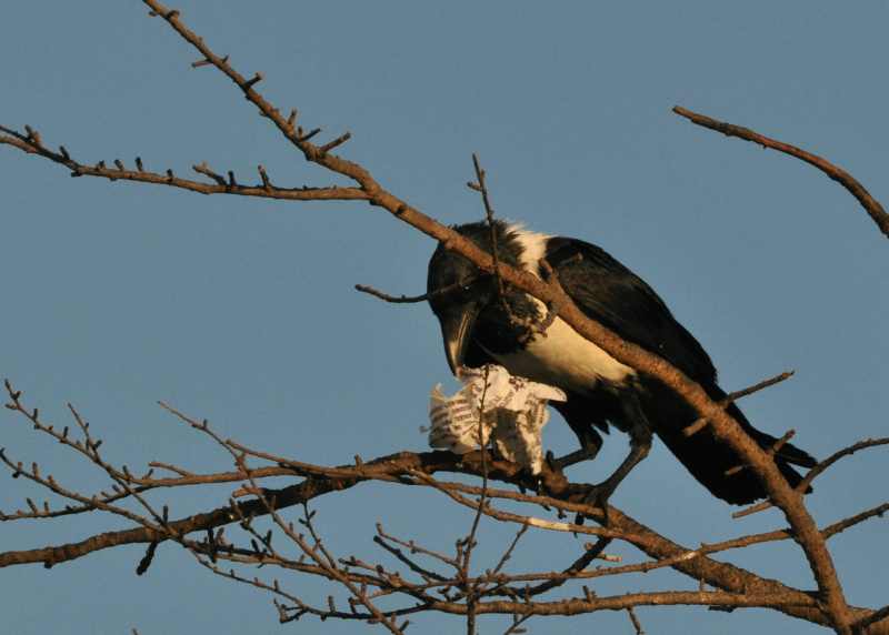 Pied Crow