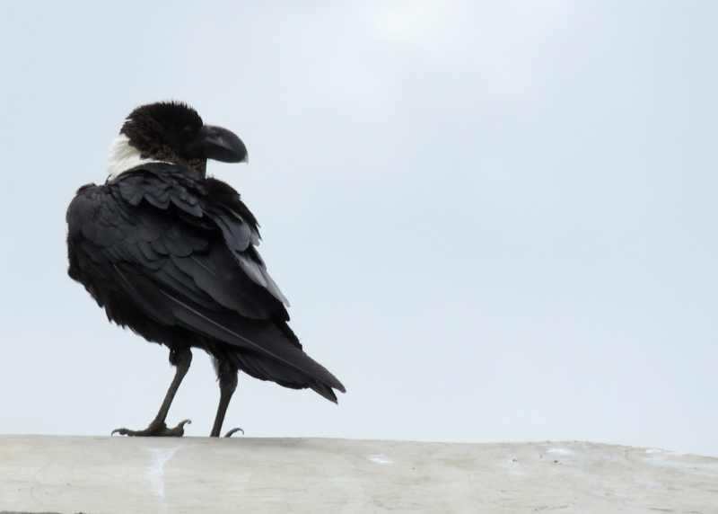 White-necked Raven in iMfolozi Game Reserve