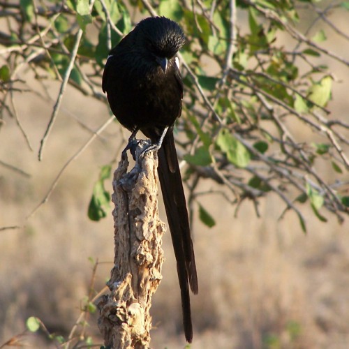 Magpie Shrike