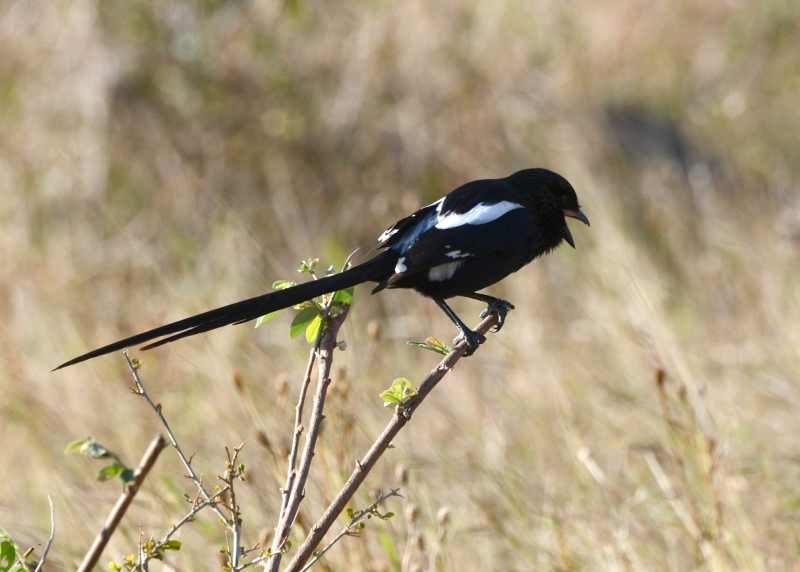 Magpie Shrike in Kruger National Park