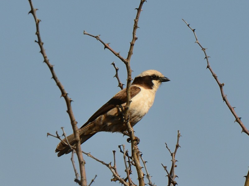 Southern White-crowned Shrike