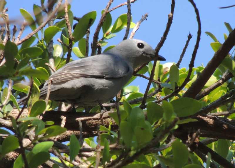 Grey Cuckooshrike