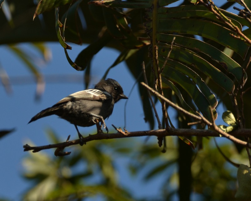 Southern Black Tit