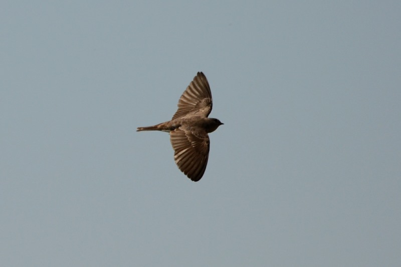 Brown-throated Martin