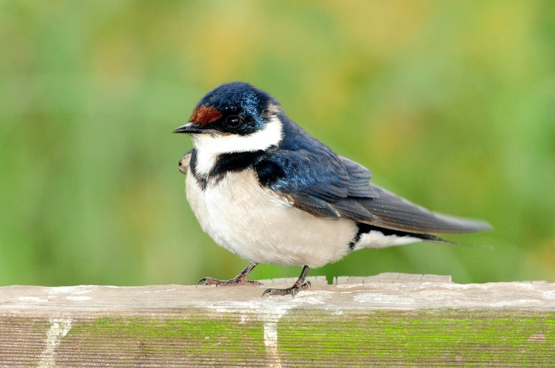 White-throated Swallow