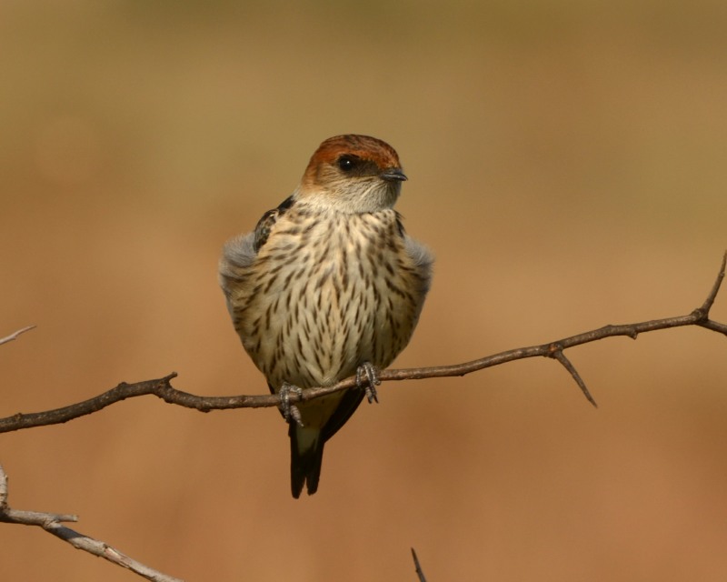 Lesser Striped Swallow