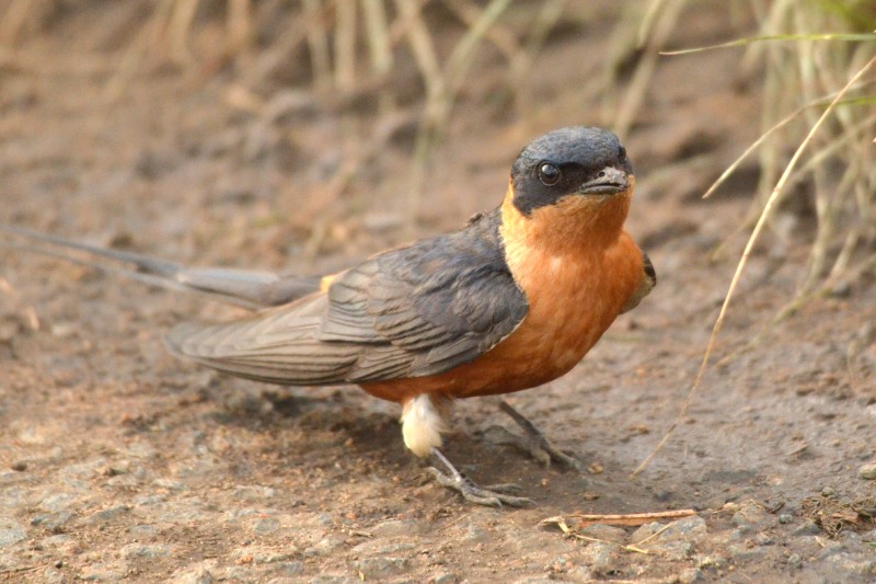 Red-breasted Swallow