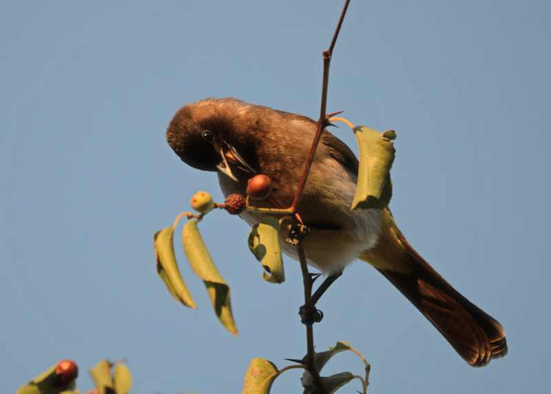 A Dark-capped Bulbul feeding on berries in Kruger National Park