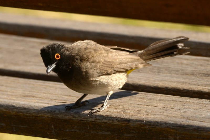 African Red-eyed Bulbul