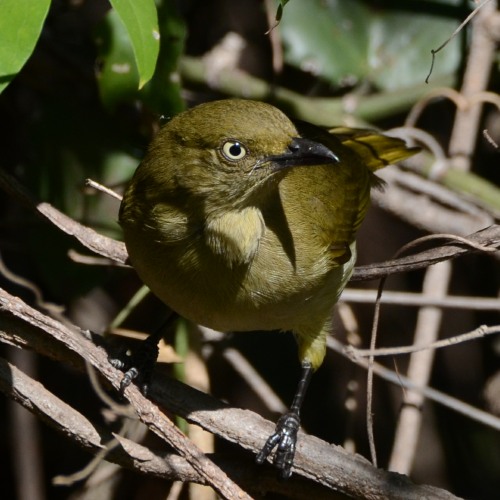 Sombre Greenbul