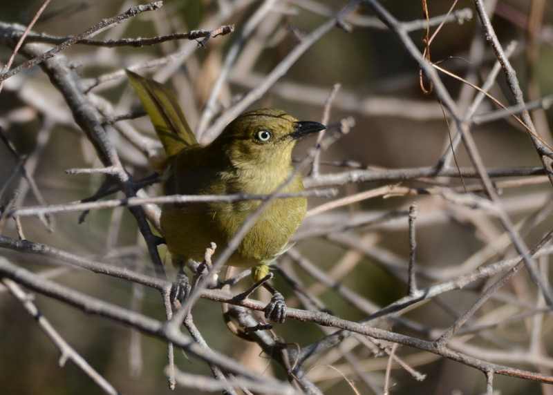 Sombre Greenbul