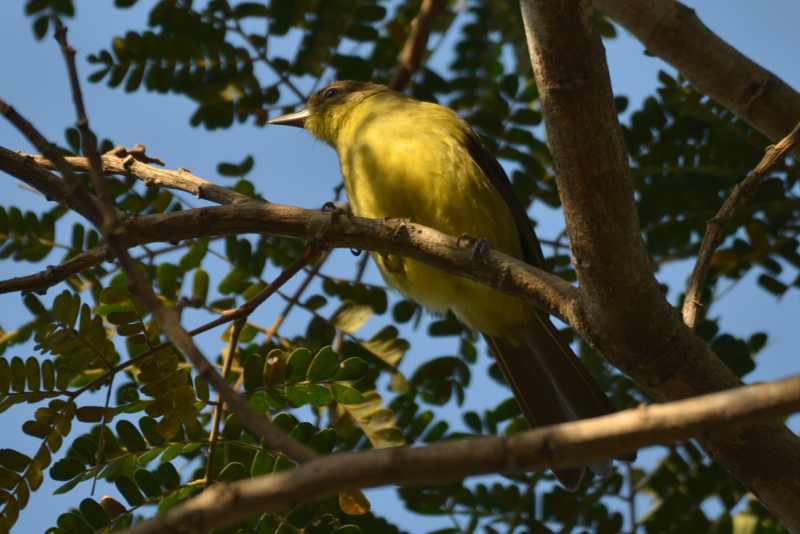 Yellow-bellied Greenbul skulking amongst the leaves