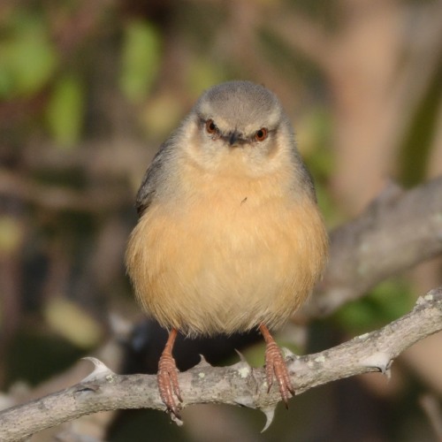 Long-billed Crombec