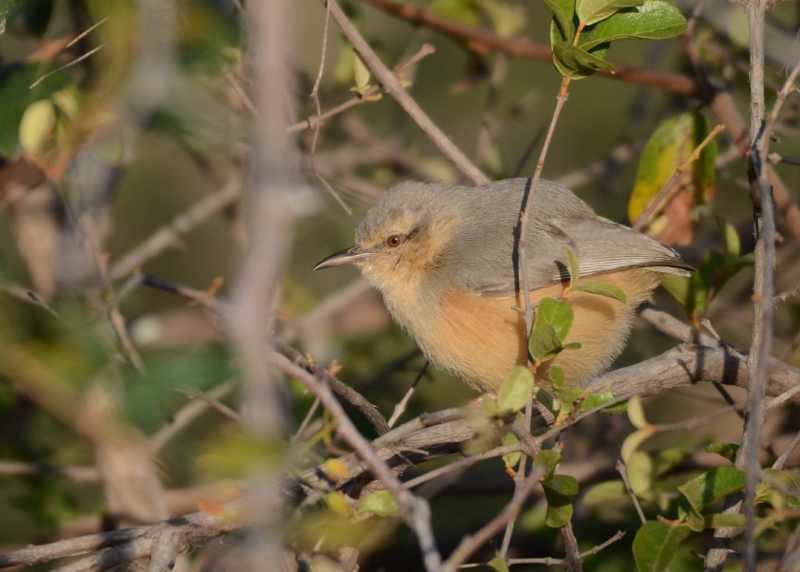 A Long-billed Crombec are normally seen hopping around a bush