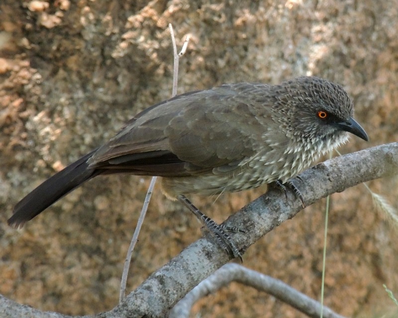 Arrow-marked Babbler