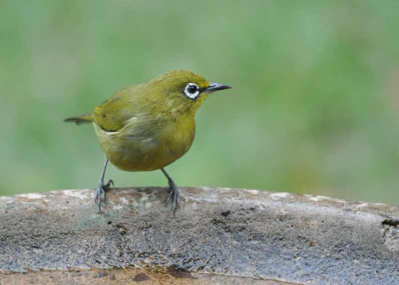 Cape White-eye percehed on a bird-bath