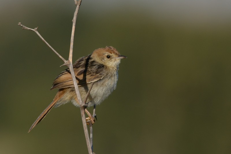 Levaillant's Cisticola