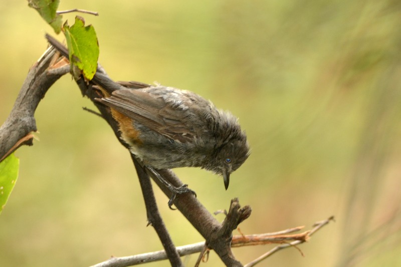 Tawny-flanked Prinia