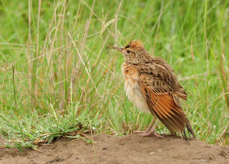 Rufous-naped Lark