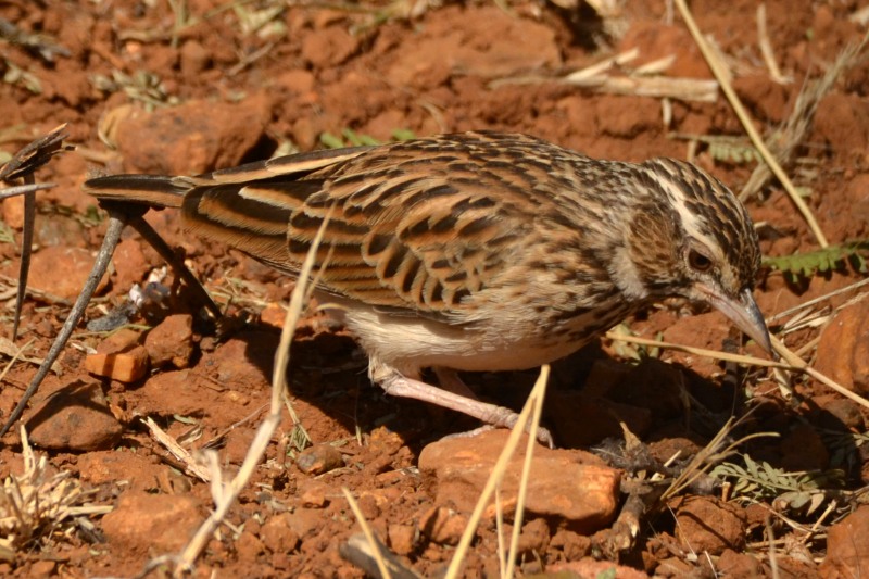 These larks are normally seen on the ground