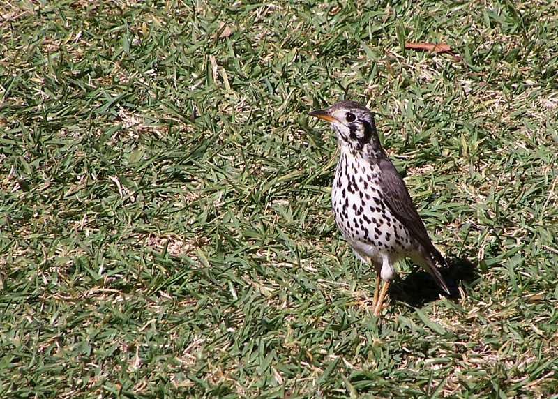 Groundscraper Thrush photographed at Pretoriuskop Camp in Kruger National Park