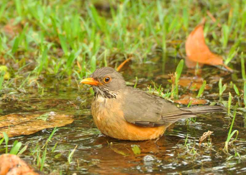 Olive Thrush