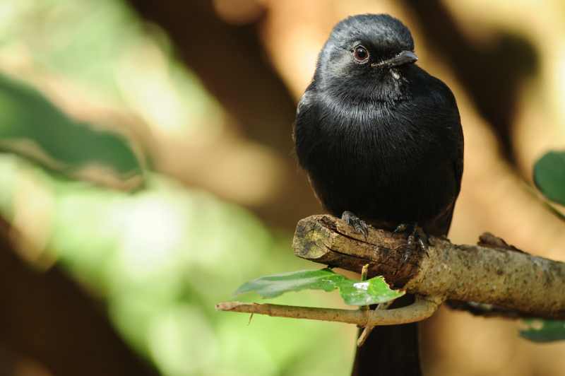 Southern Black Flycatcher