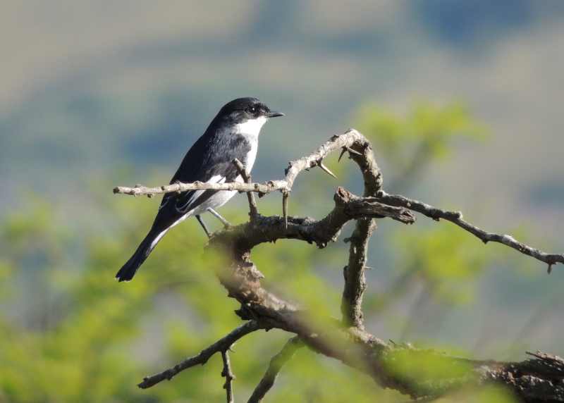 Fiscal Flycatcher (Sigelus silens)