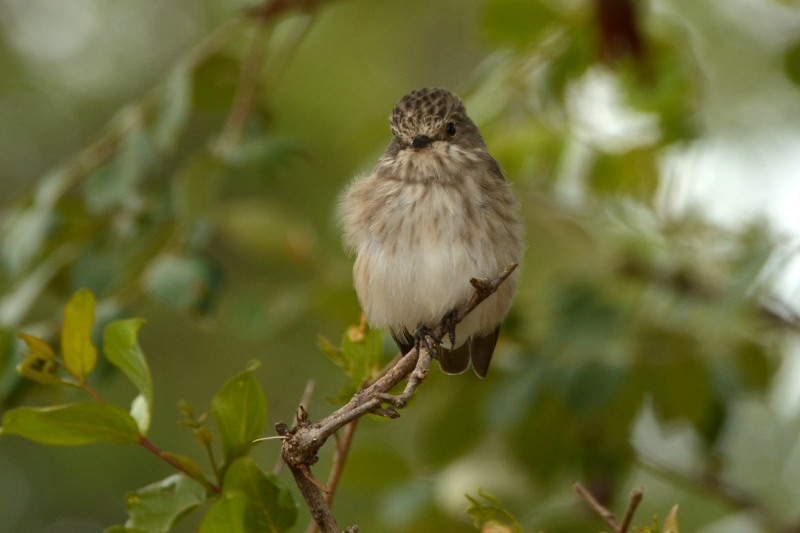 Spotted Flycatcher