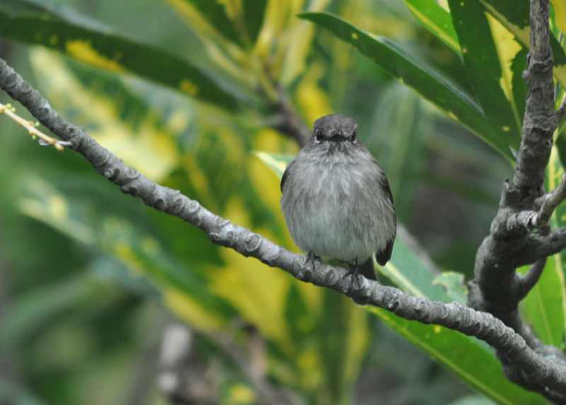 African Dusky Flycatcher