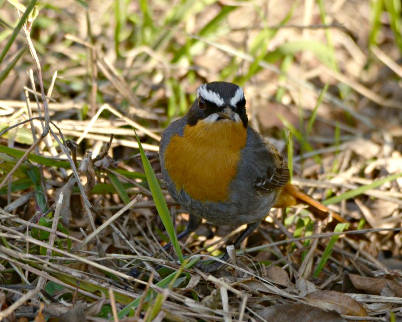 Cape Robin-chat