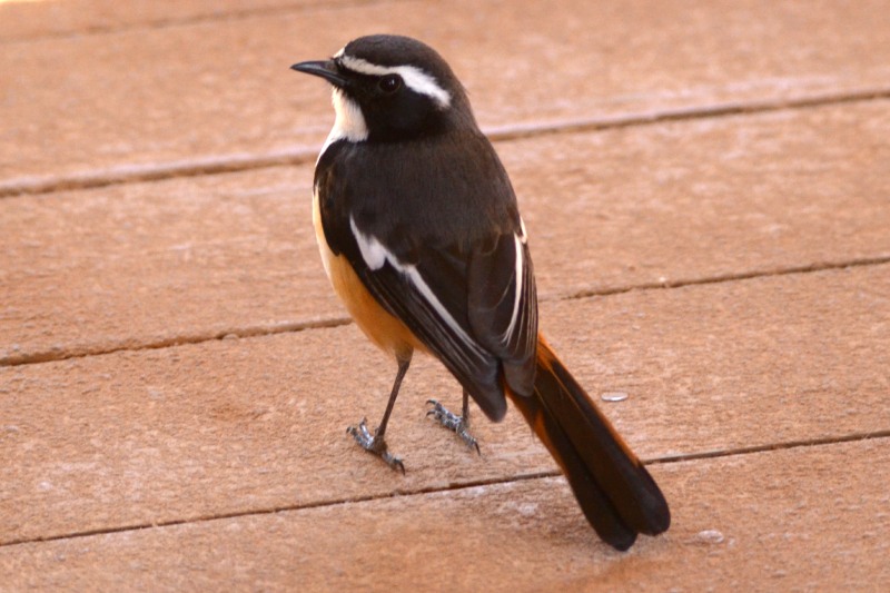 White-throated Robin-Chat