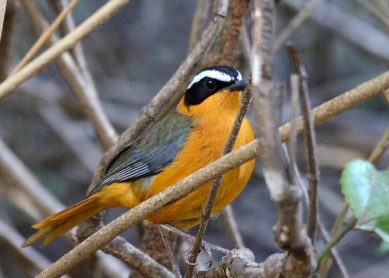 White-browed Robin-Chat at Berg-en-dal Camp, Kruger National Park