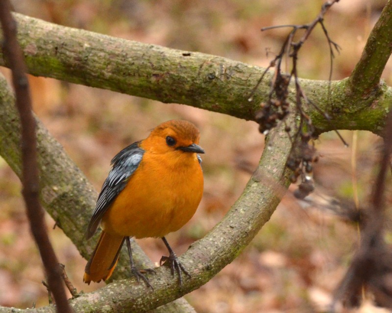 Red-capped Robin-chat