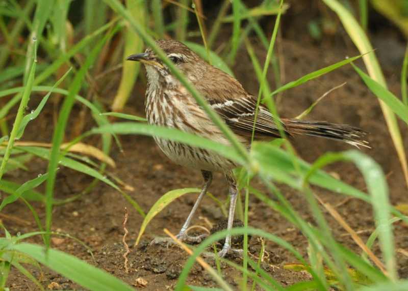 White-browed Scrub Robin in iMfolozi Game Reserve