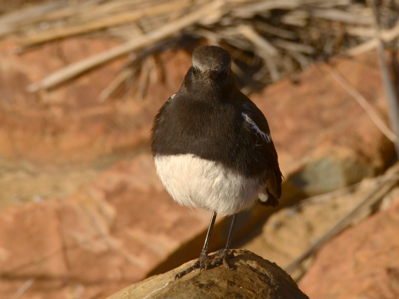 Mountain Wheatear