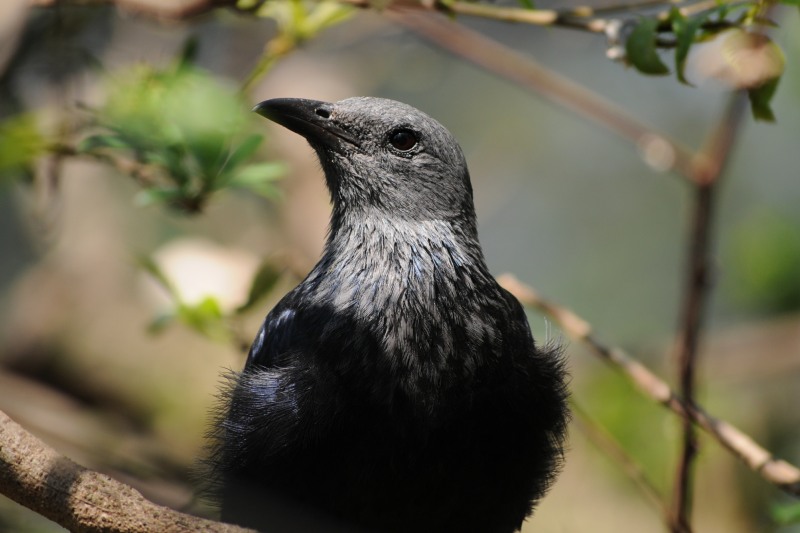 Red-winged Starling