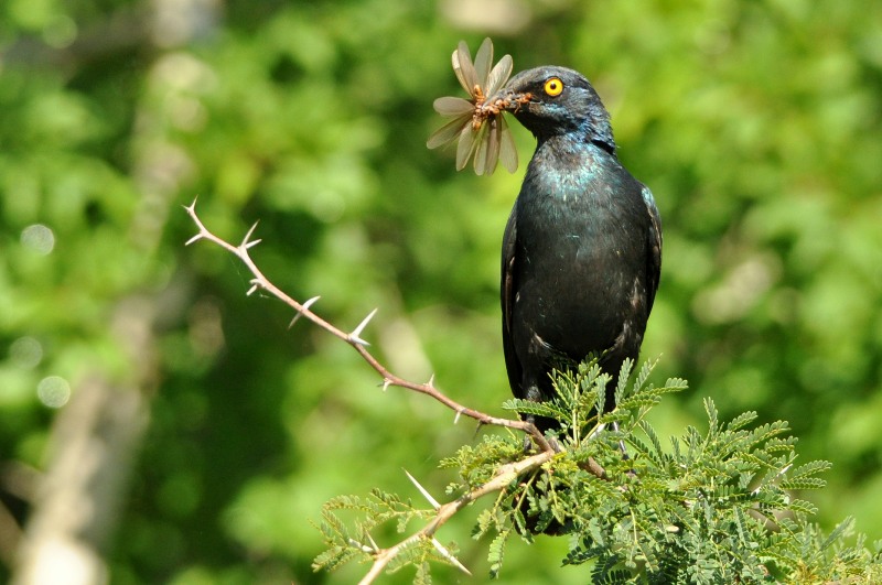 Black-bellied Starling