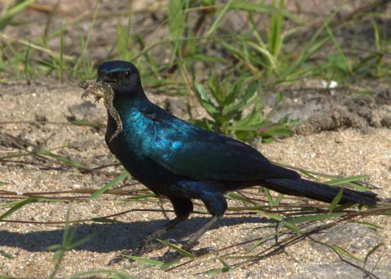 This Burchell's Starling has just caught a frog