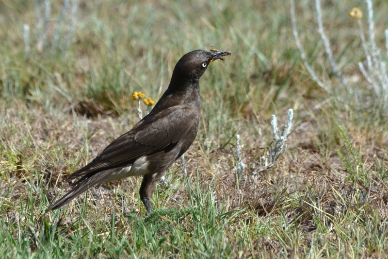 Pied Starling