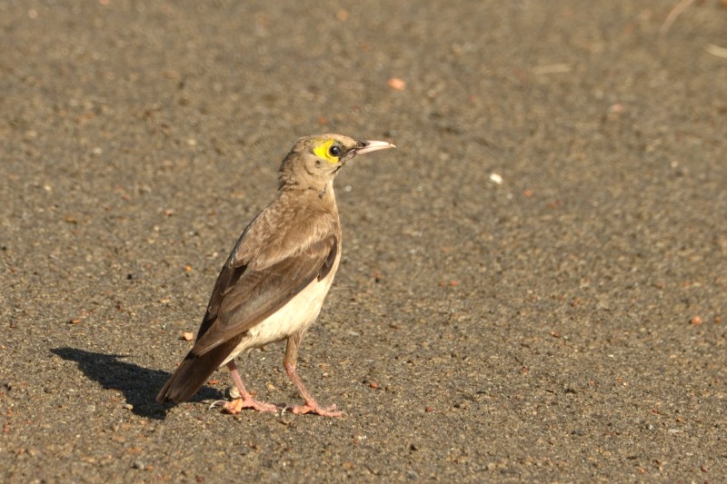 Wattled Starling