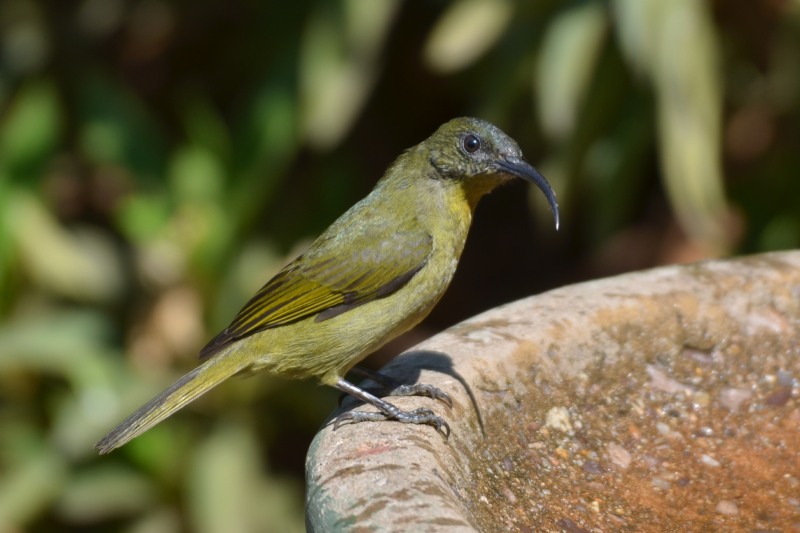 Olive Sunbird