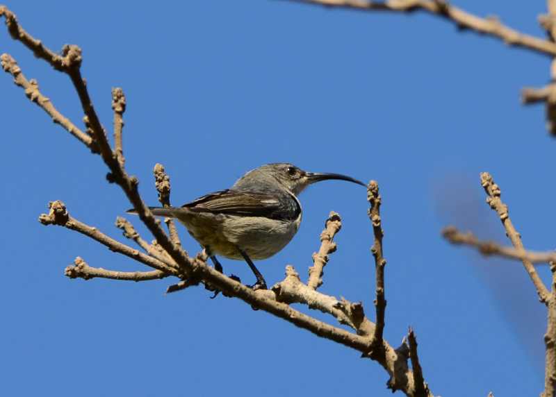 Grey Sunbird